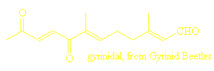 gyrinidal