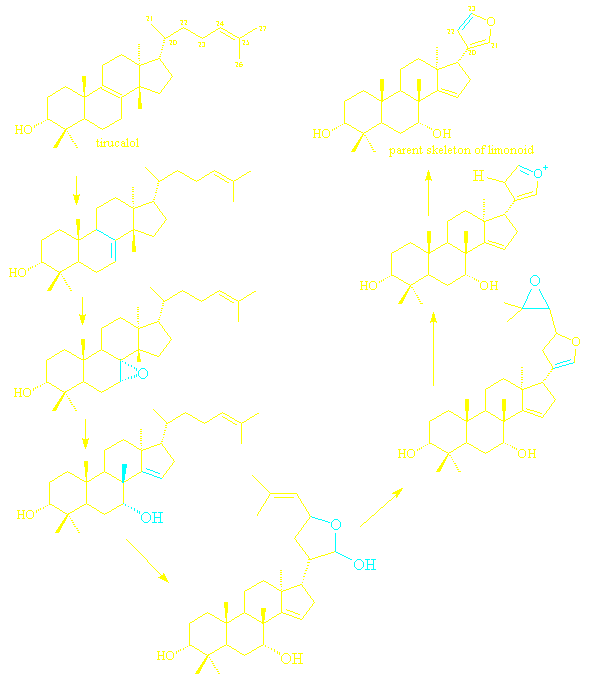 limonoid biosynthesis